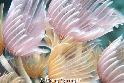 Featherdusters by Craig Springer 